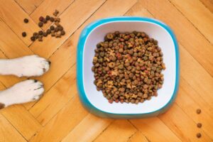 The Best Diet for Your Dog - The Best Dog Food