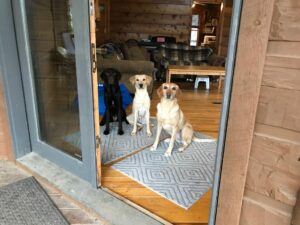 dog sitting at door