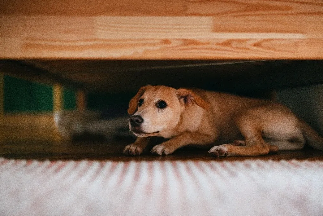 Why Is My Dog Anxious Or Timid