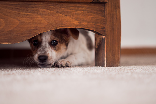 Timid Dog Training