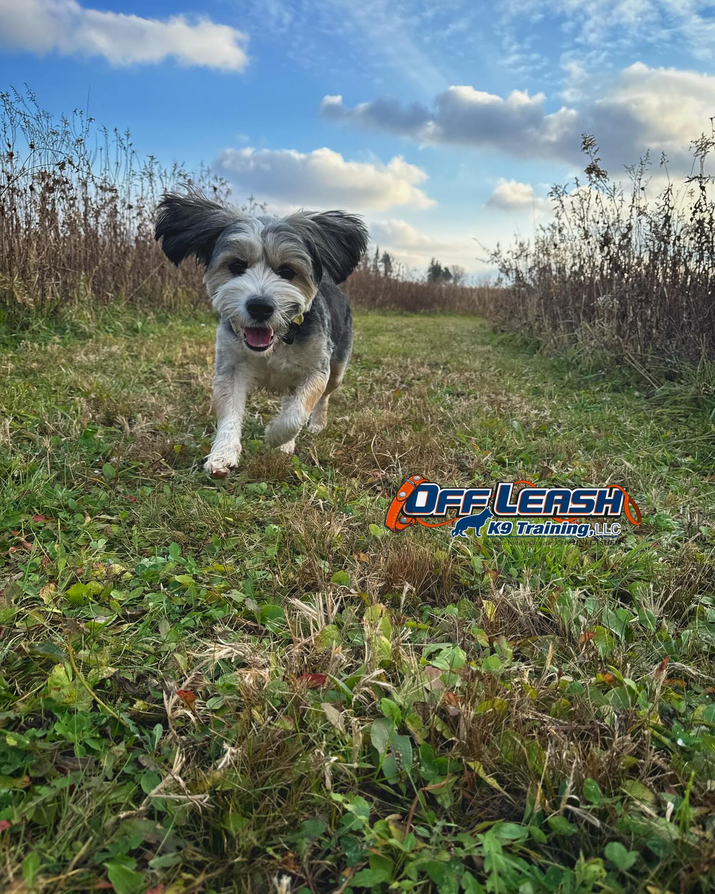Off Leash K9 Training Dog Training Minnesota