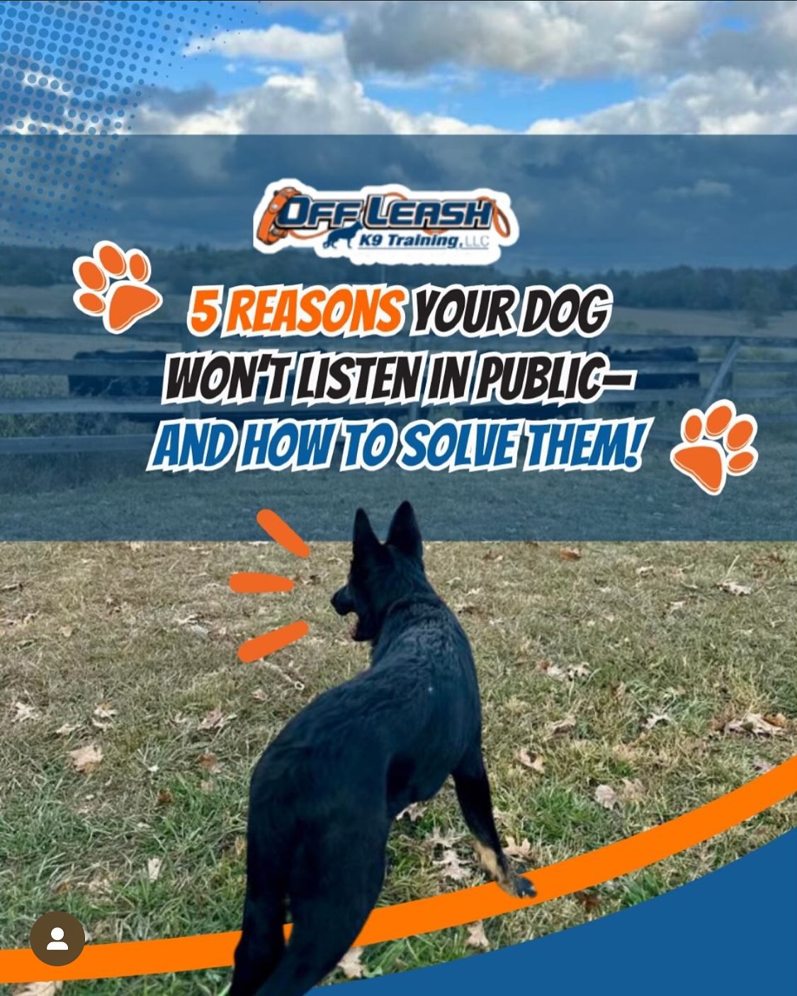 Dog Won'T Listen In Public