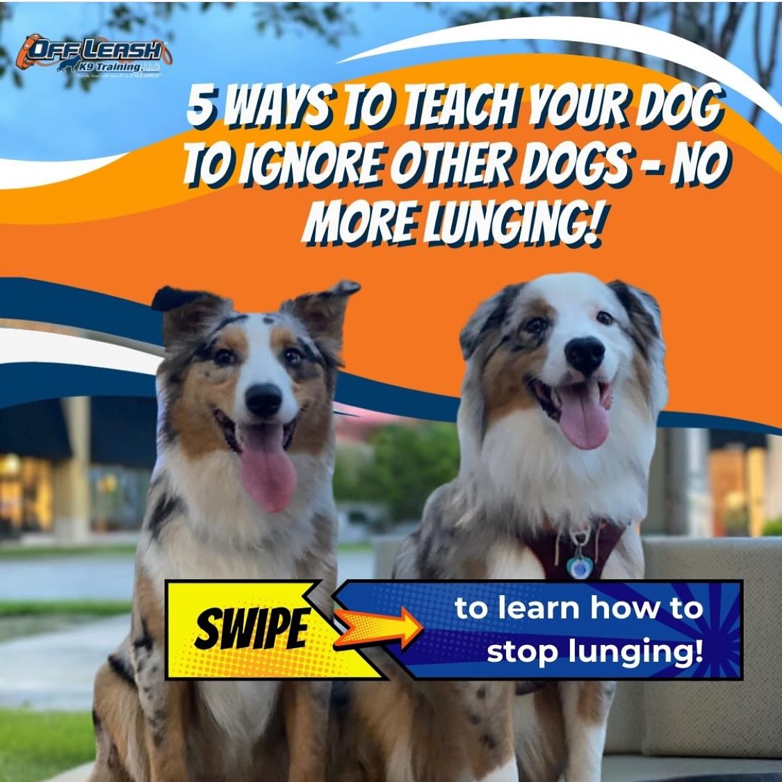 Stop Lunging At Other Dogs