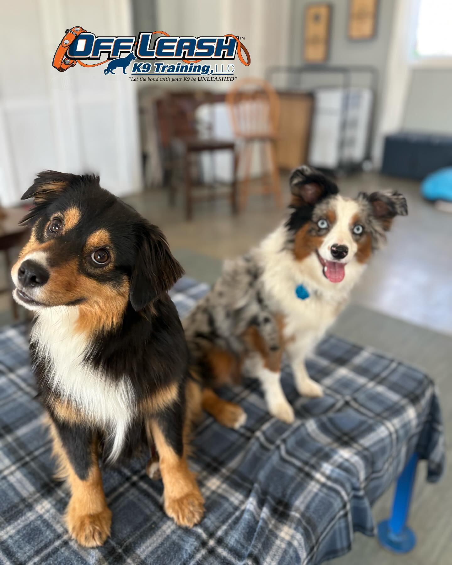 Positive Reinforcement Dog Training