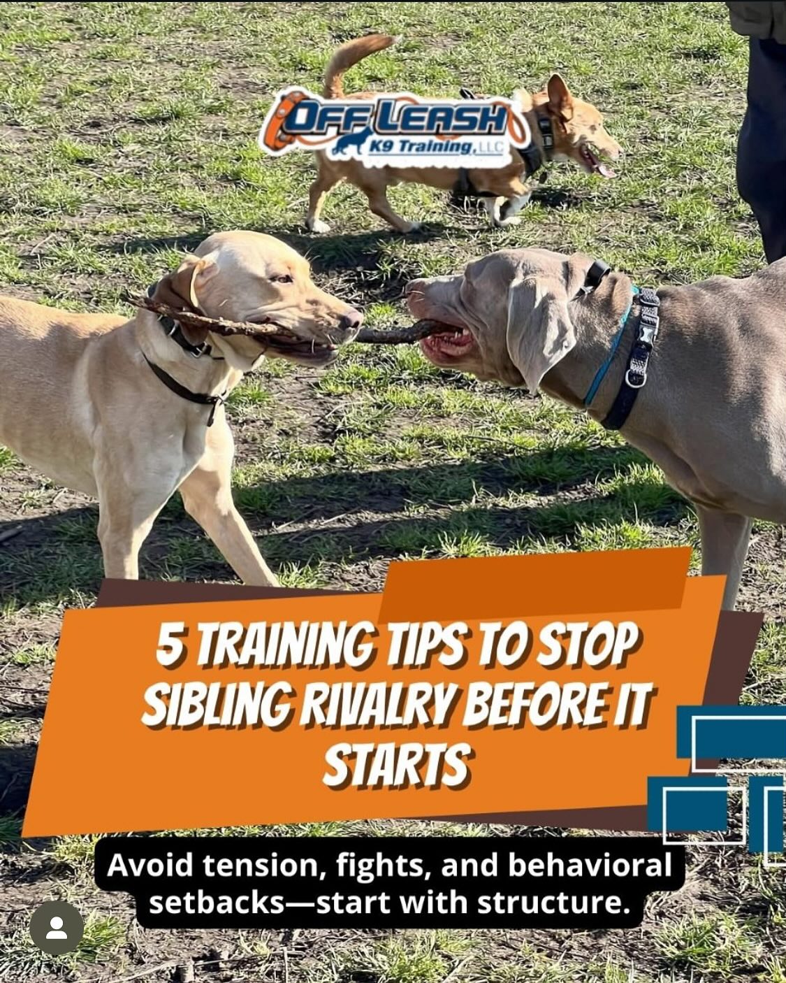 Sibling Rivalry In Dogs