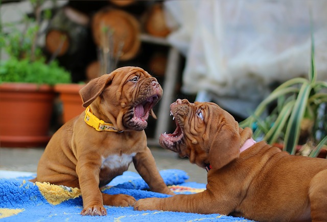 Littermate Syndrome In Dogs